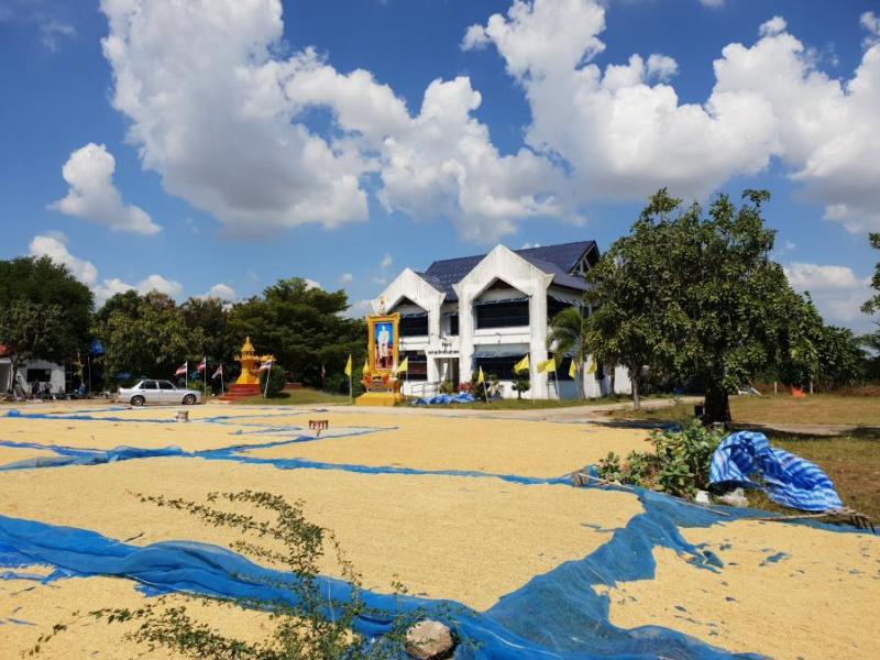 ลานตากพืชผลทางการเกษตร บริเวณที่ทำการองค์การบริหารส่วนตำบลคลองเกตุ เพื่อให้เกษตรกรมีลานตากผลผลิตทางการเกษตร การปรับปรุงคุณภาพข้าว (3 ภาพ)